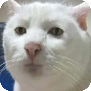 😑 emoji Super Cat Telegram sticker 11 of 21