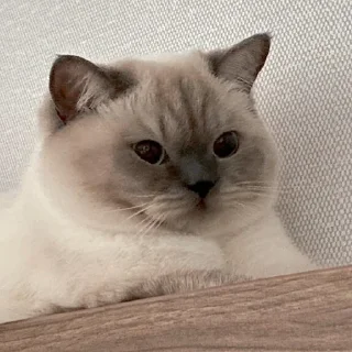 😘 emoji 黑糖小猫咪 Telegram sticker 6 of 40