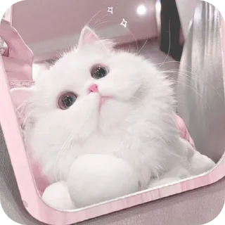 🐱 emoji 𓆩〭〬 @ABOUT_MORISH 𓆪 @SWORD_NETWORK Telegram sticker 21 of 72