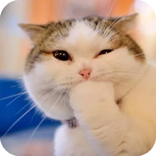 🥰 emoji 𓆩〭〬 @ABOUT_MORISH 𓆪 @SWORD_NETWORK Telegram sticker 22 of 72
