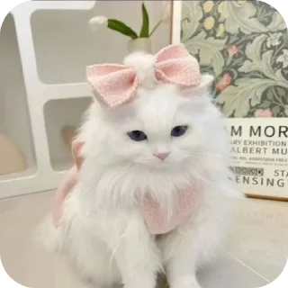 🐱 emoji 𓆩〭〬 @ABOUT_MORISH 𓆪 @SWORD_NETWORK Telegram sticker 23 of 72