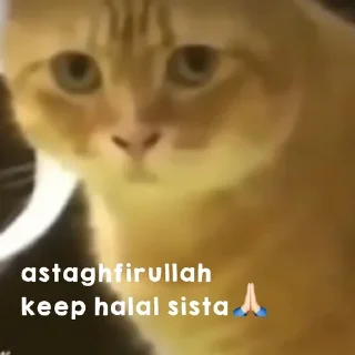 🐈 emoji kucing bengong Telegram sticker 10 of 30