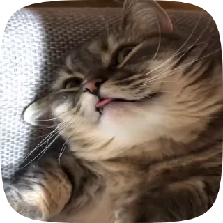🐈 emoji @AK4SH's Video Stickers Telegram sticker 13 of 38