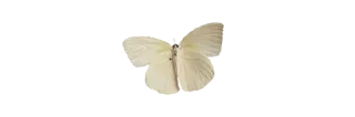 🦋 emoji Border's. @AnootherStory @StikerPsd Telegram sticker 16 of 24