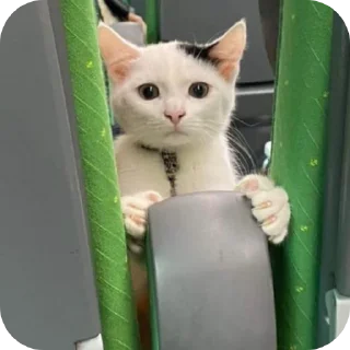 🐱 emoji Punya gue Telegram sticker 9 of 116