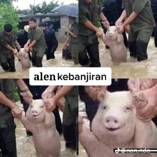 🐷 emoji Malio ganteng Telegram sticker 9 of 16