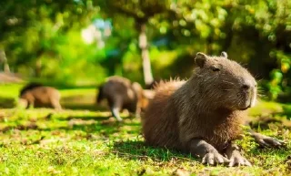 🌟 emoji Capybara Telegram sticker 14 of 42