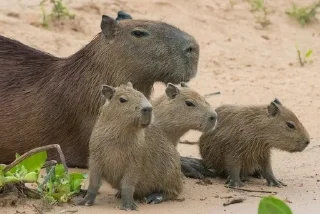 🌟 emoji Capybara Telegram sticker 17 of 42