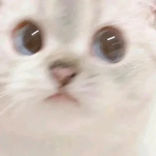 😼 emoji kucim eji Telegram sticker 22 of 28