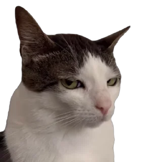 😒 emoji Cat things Telegram sticker 13 of 60