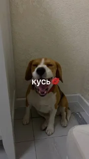 🌟 emoji володин Telegram sticker 24 of 37