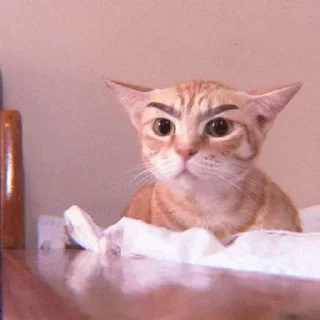 😾 emoji tadika kucing @starglamour Telegram sticker 12 of 50