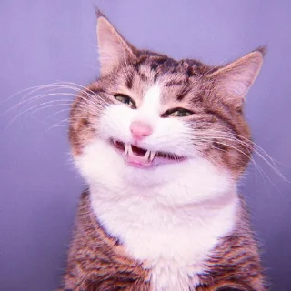 😆 emoji tadika kucing @starglamour Telegram sticker 14 of 50