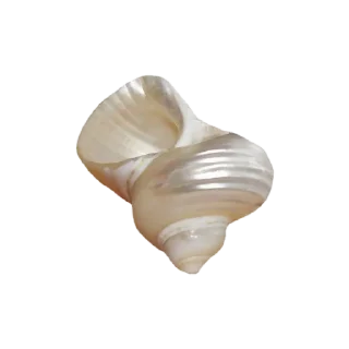 🐚 emoji @lueveil’s. by the seashore.🤍🐚🫧 Telegram sticker 12 of 18
