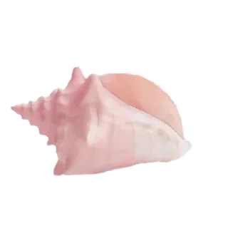🦭 emoji @lueveil’s. by the seashore.🤍🐚🫧 Telegram sticker 17 of 18
