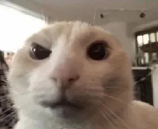 🤨 emoji vro pabji mobayl fps unlocker workin here vro veri smooth gaymig Telegram sticker 17 of 27