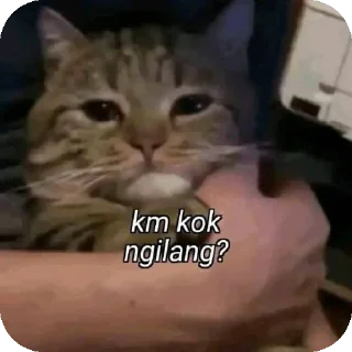 🐱 emoji nyolong dosa by Jay's gf Telegram sticker 13 of 52