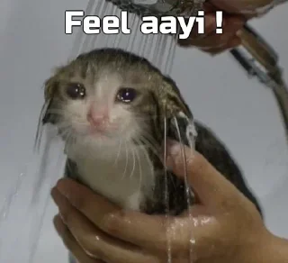 😭 emoji Funny cat [ @OWNER_OF_S0UL ] Telegram sticker 18 of 79