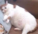😭 emoji Funny Cat Telegram sticker 5 of 79