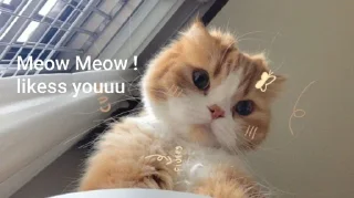 Sticker from Meowyy≽ܫ≼'