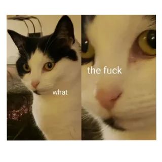 🐱 emoji indo meme :: @zoepasoup Telegram sticker 20 of 95