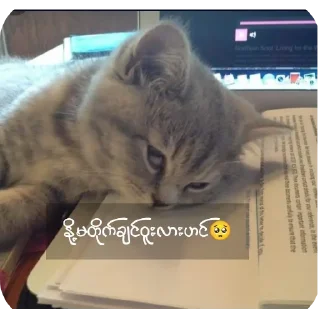 🐱 emoji 🍑 milk_lover_mango Telegram sticker 2 of 37