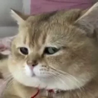 😕 emoji 常用video @bone218 Telegram sticker 10 of 17