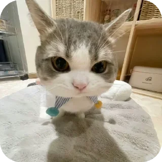 🐱 emoji didi punyaa😠 Telegram sticker 2 of 58