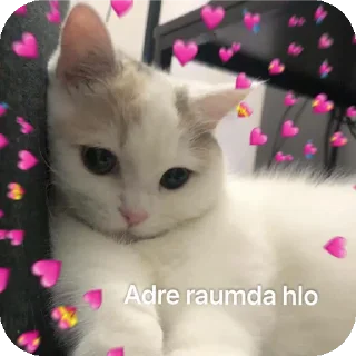 🥰 emoji Meow ...o_O. Telegram sticker 21 of 53
