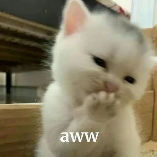 🐮 emoji @axyamaa Telegram sticker 21 of 21
