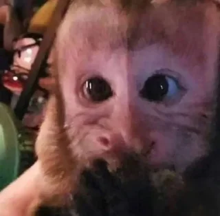 🌟 emoji dipak’s monkeys Telegram sticker 23 of 91