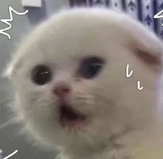😦 emoji Cutecat (stickers) @Yukyung Telegram sticker 6 of 27