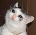 😭 emoji Funny Cat Telegram sticker 15 of 79