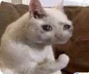 😭 emoji Funny Cat Telegram sticker 1 of 79