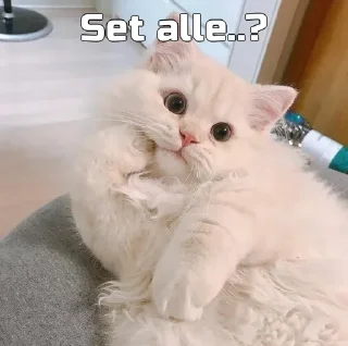 Sticker from Funny cat [ @OWNER_OF_S0UL ]