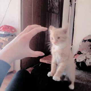 🐱 emoji ꧑ᥱoᥒg ᥉tιᥴkιᥱ ρᥲᥴk — @ORISHASATIVA Telegram sticker 24 of 38