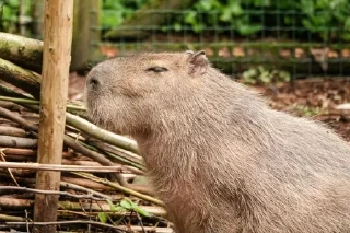 🌟 emoji Capybara Telegram sticker 16 of 42