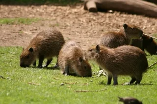 🌟 emoji Capybara Telegram sticker 7 of 42