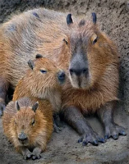 🌟 emoji Capybara Telegram sticker 11 of 42