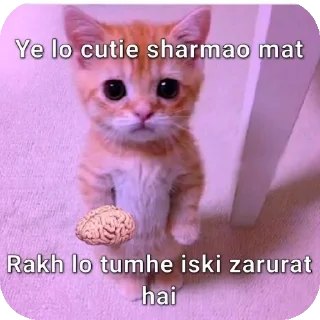 🐱 emoji Funny memes Telegram sticker 17 of 54