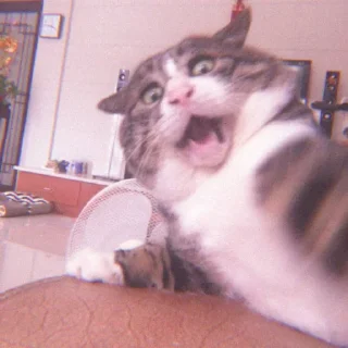 🙀 emoji tadika kucing @starglamour Telegram sticker 16 of 50