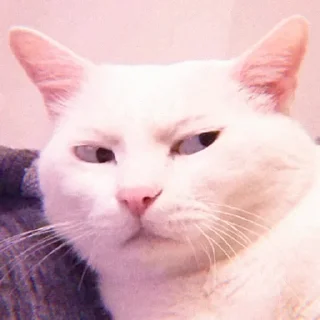 😼 emoji tadika kucing @starglamour Telegram sticker 18 of 50