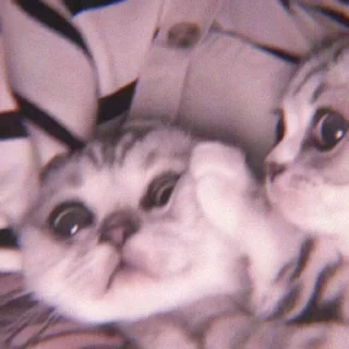 😾 emoji tadika kucing @starglamour Telegram sticker 9 of 50