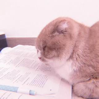 🥴 emoji tadika kucing @starglamour Telegram sticker 23 of 50
