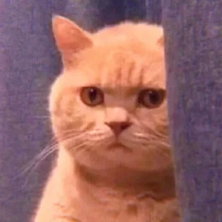 😑 emoji tadika kucing @starglamour Telegram sticker 8 of 50
