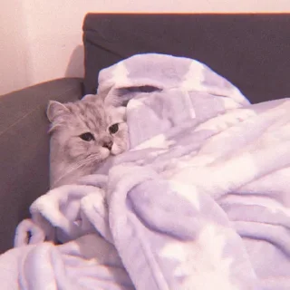 😴 emoji tadika kucing @starglamour Telegram sticker 24 of 50
