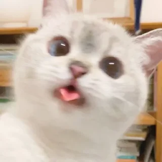 💗 emoji Kucing Telegram sticker 8 of 20