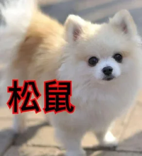 😊 emoji Dog Telegram sticker 23 of 23