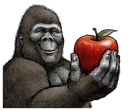 🍎 emoji Gorilla gorilla @stickerscar Telegram sticker 13 of 40