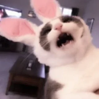 🐈 emoji @stickerdirkje - 𝗰𝗮𝘁𝘀 𝟐 ۫ Telegram sticker 14 of 32